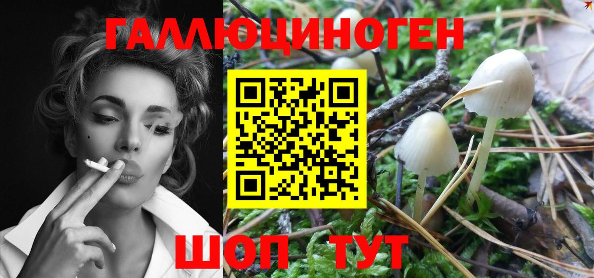 Псилоцибиновые грибы Psilocybe  наркота  Лениногорск  Вход с VPN 